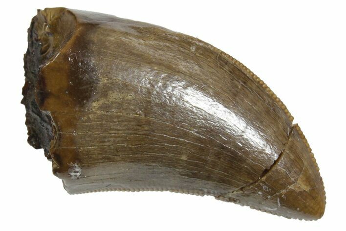 Serrated, Tyrannosaur (Nanotyrannus) Tooth - Montana #350407